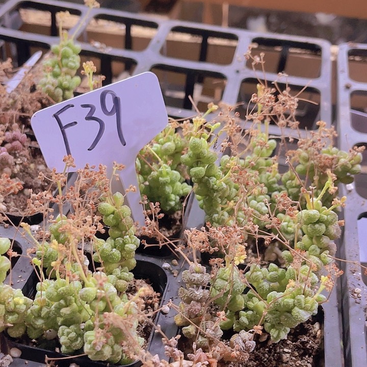 精品F39多肉带盆土发