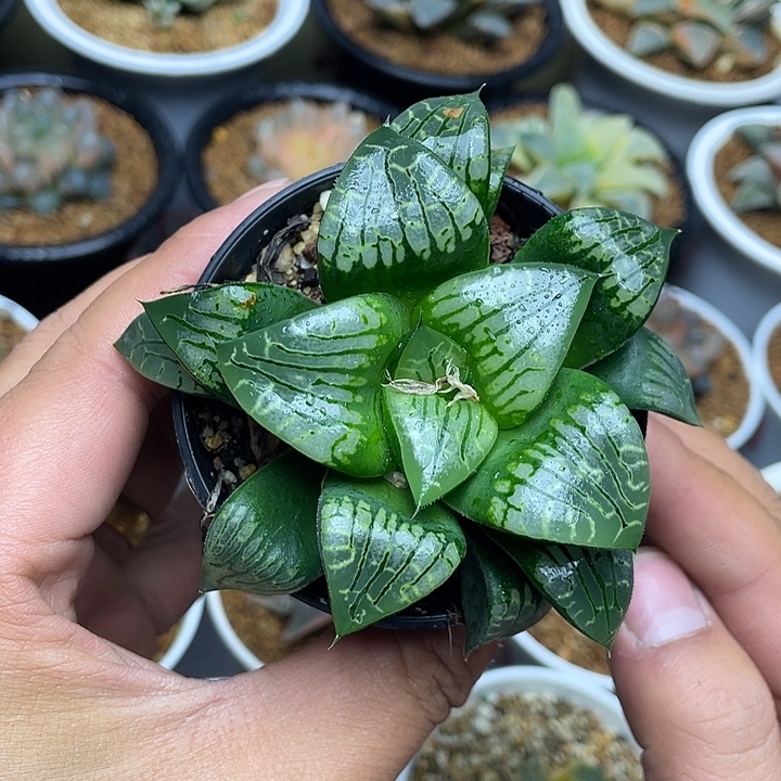 画皮寿十二卷多肉植物