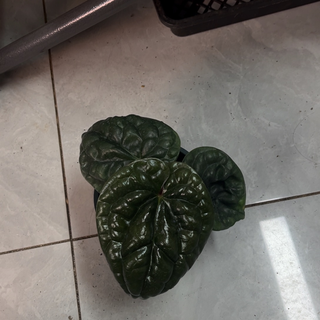 不开花植物9610（黑奢华