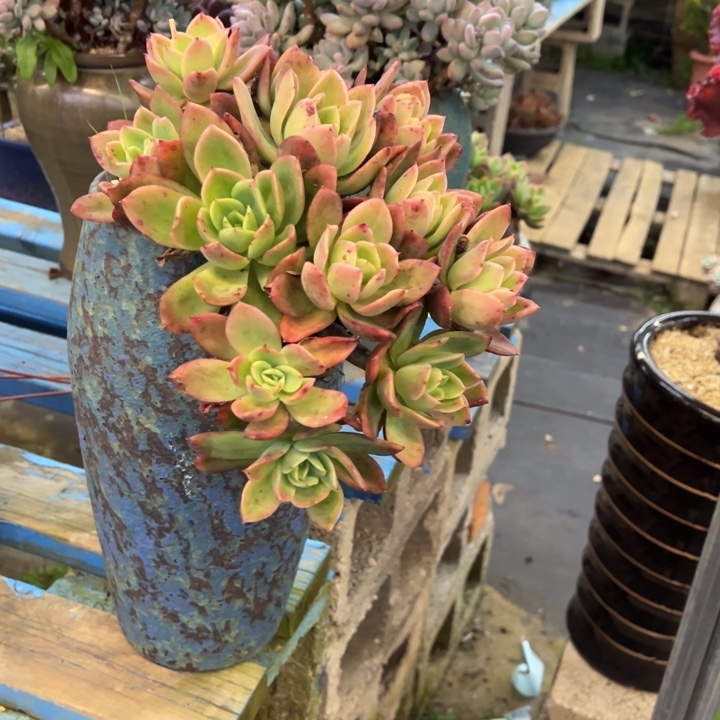 金辉带盆不包物流