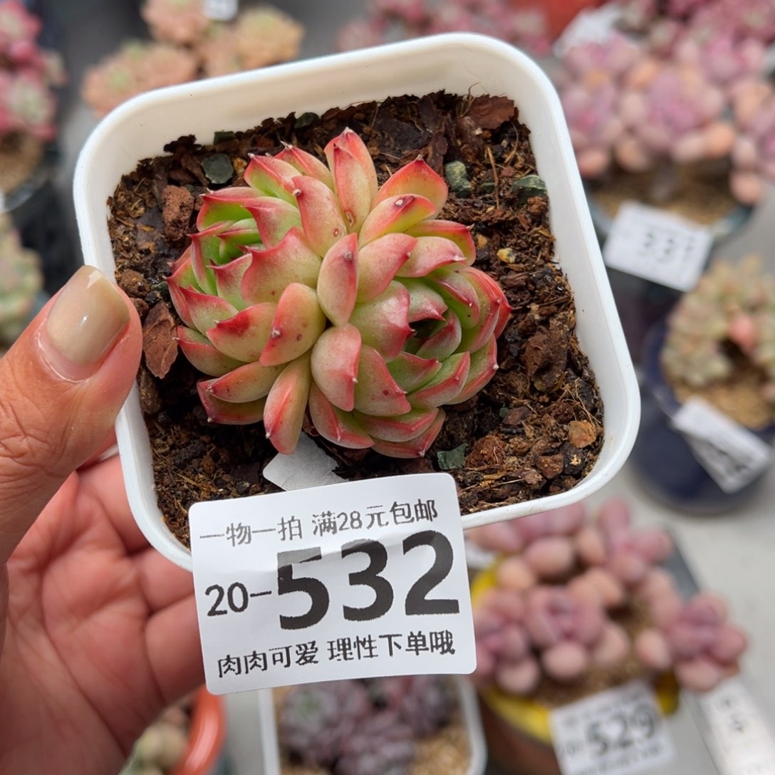 月亮石多多肉多肉多肉多肉