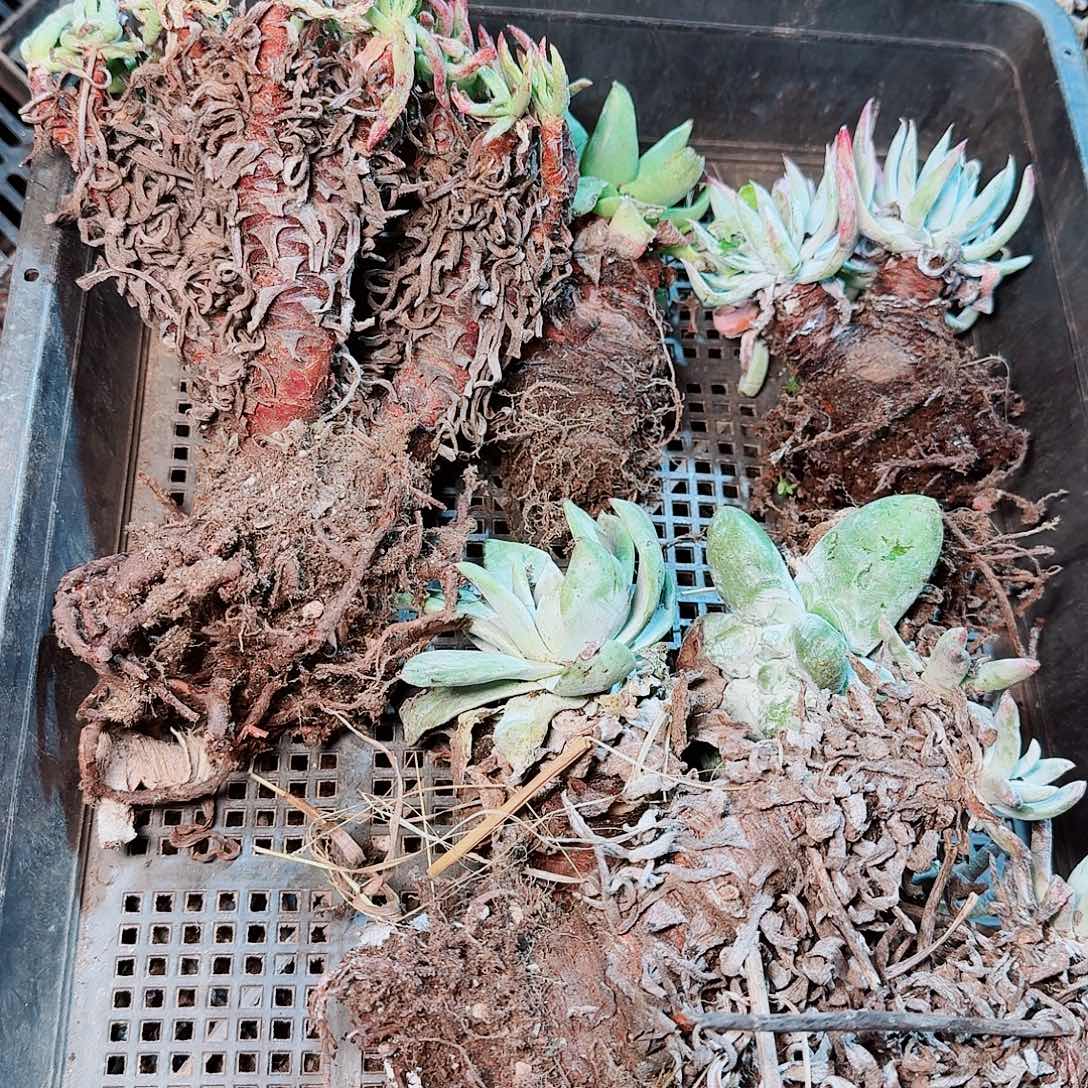9139瑕疵框拍不售后