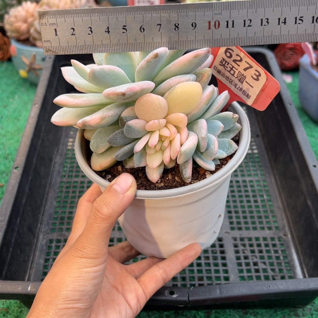 表妹精品多肉植物6273.