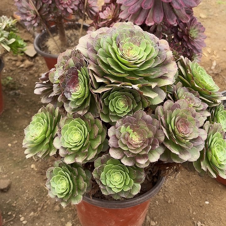 多肉植物花月夜39