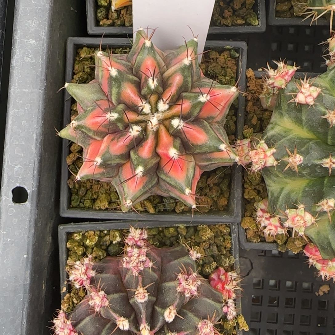 193-0226侧芽脱土发多肉