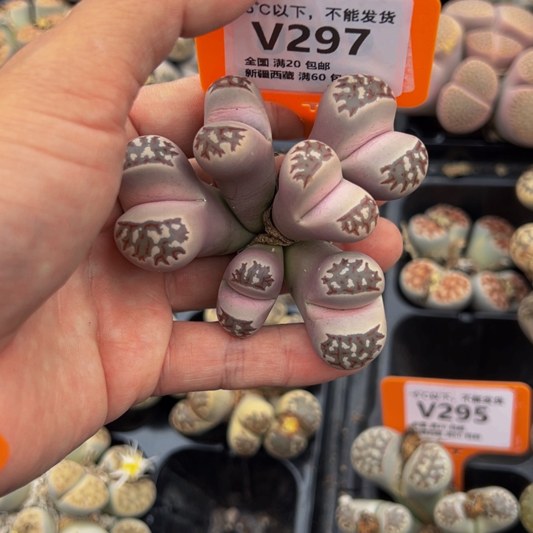 297 一物一拍，默认有伤，介意勿拍，不退不换