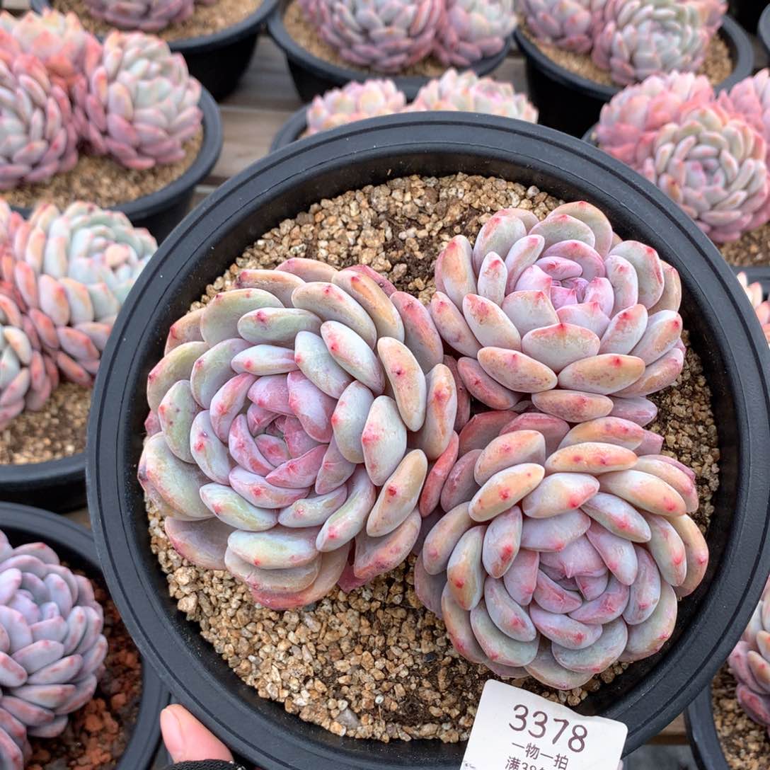 15厘米三头有砍星影3378