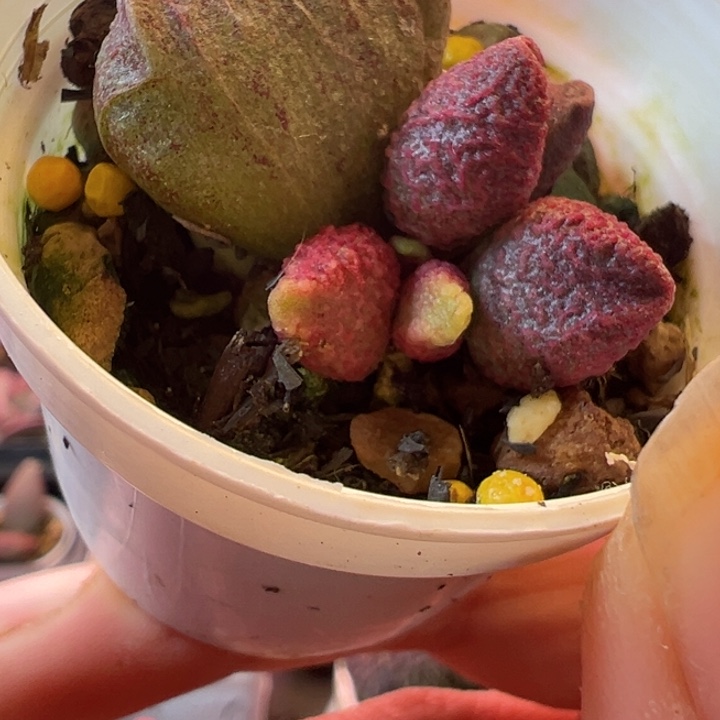 可以说是我的最爱了