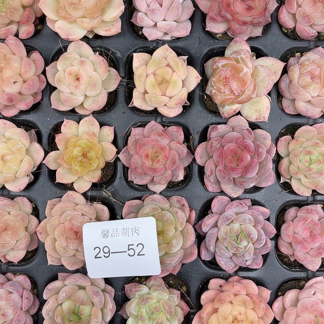 晨***曦多肉一物一拍29-52