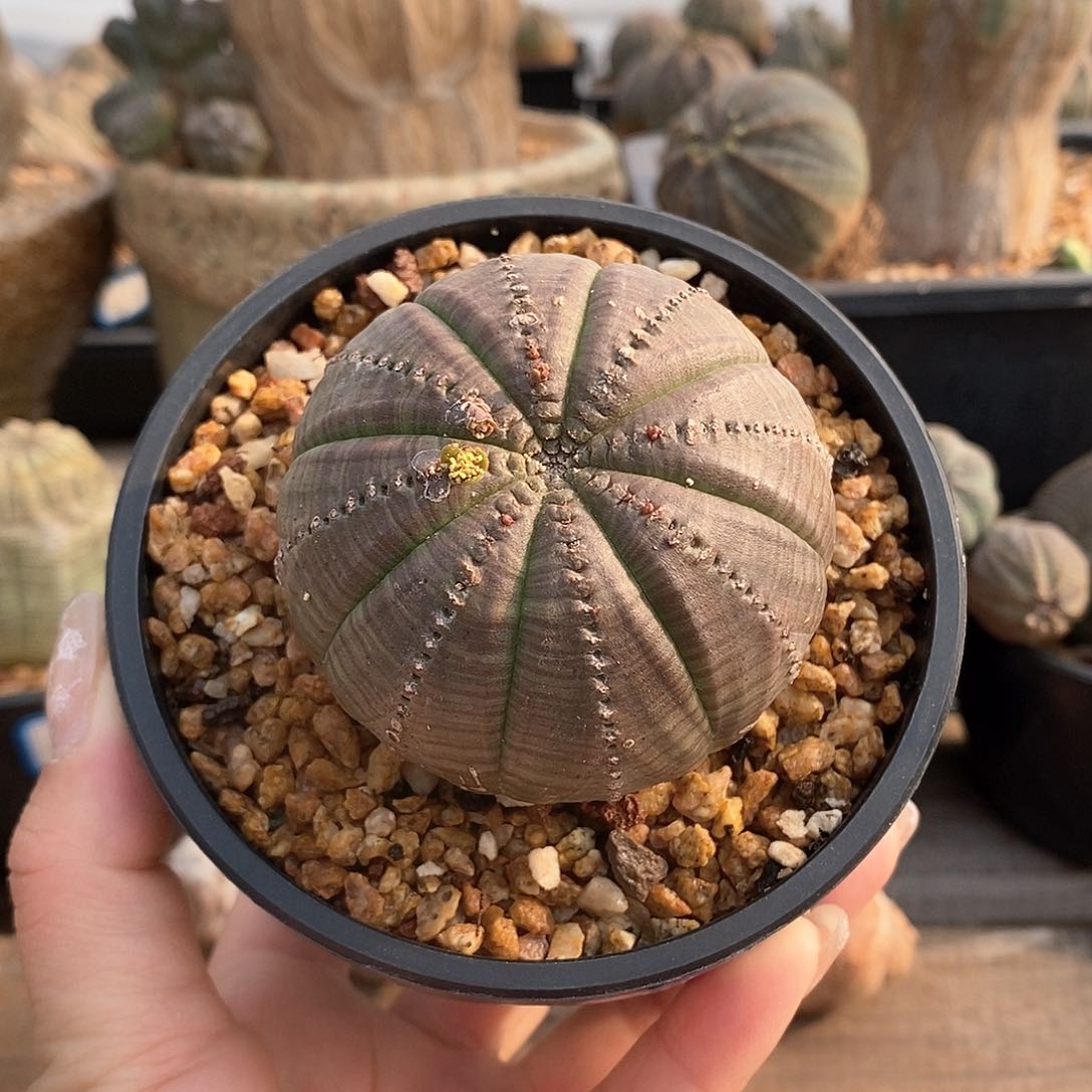 欧系实生布纹球多肉植物