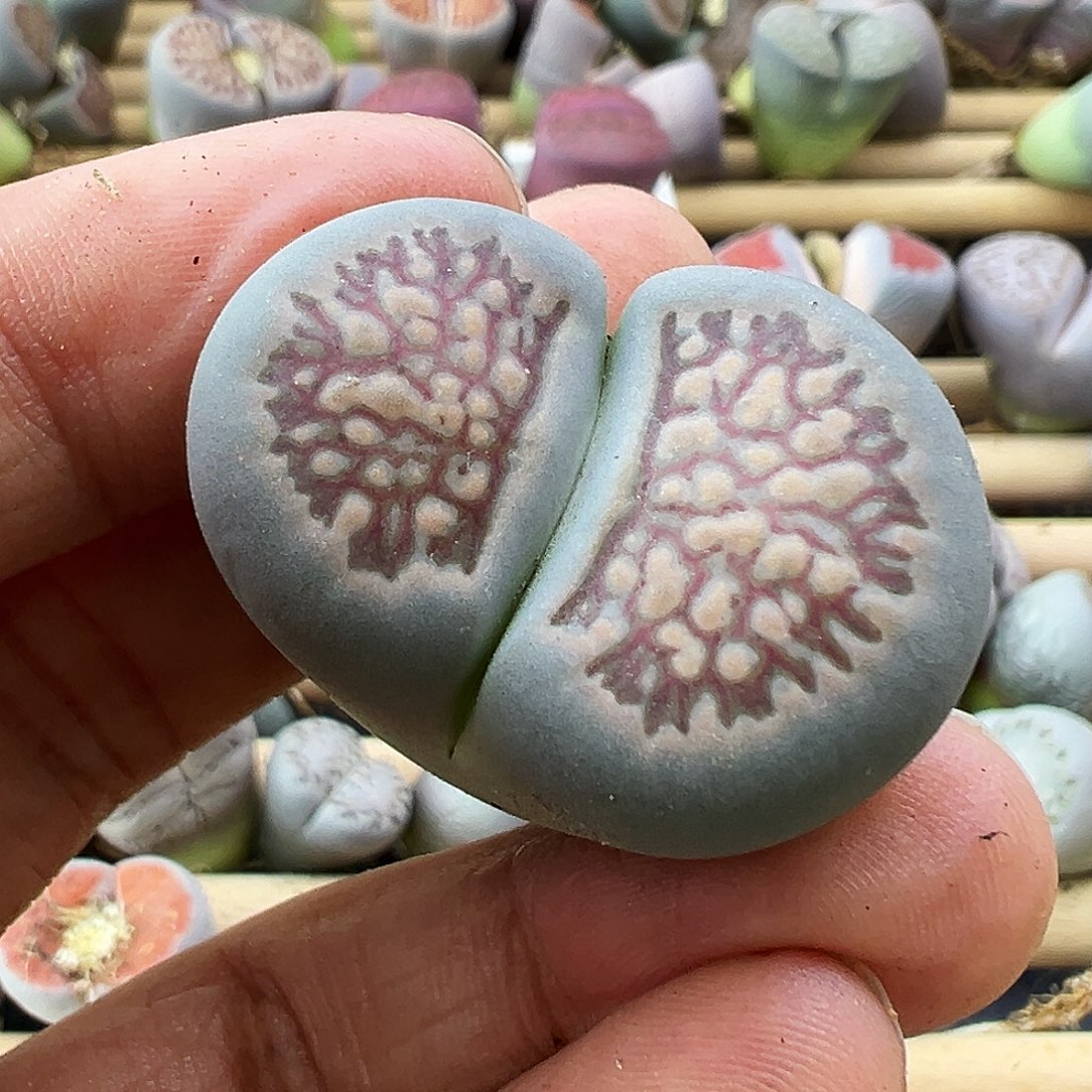 2225有伤下播福利炸