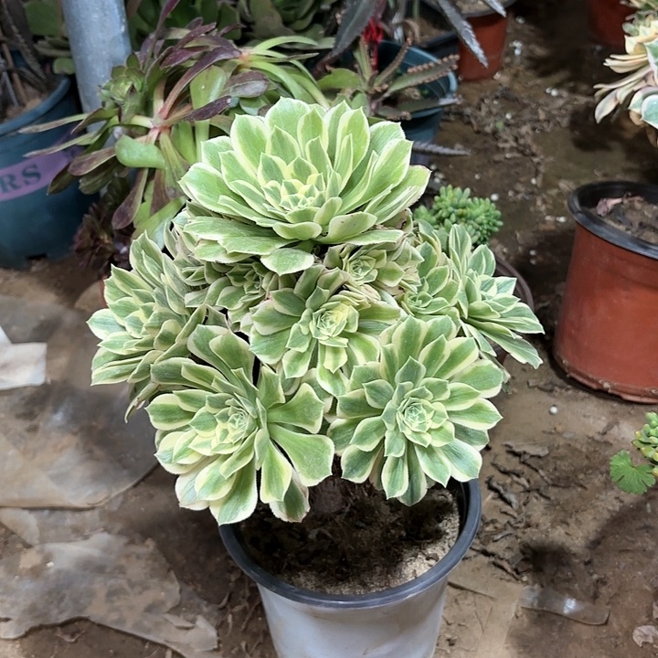 多肉植物法师艳凝71