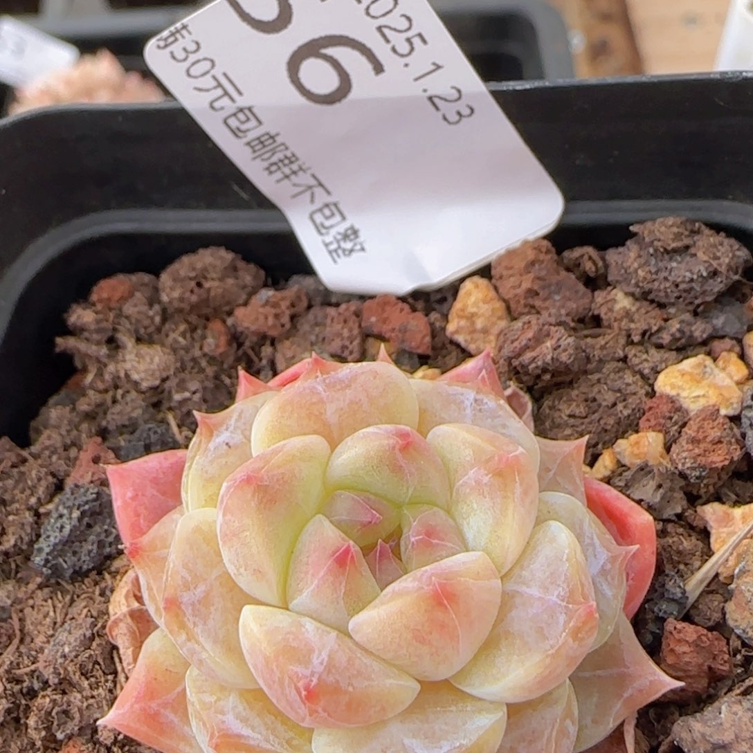 冰魄单头一颗脱土发货