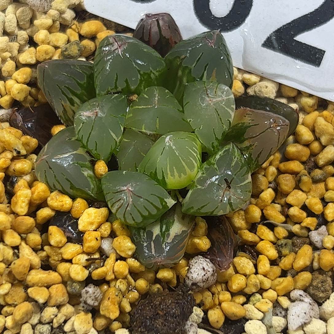 北极之恋锦十二卷多肉植物