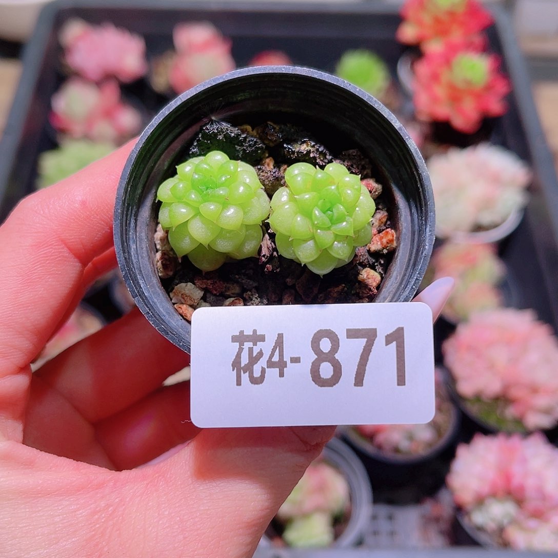 花利美4-871绿水鬼