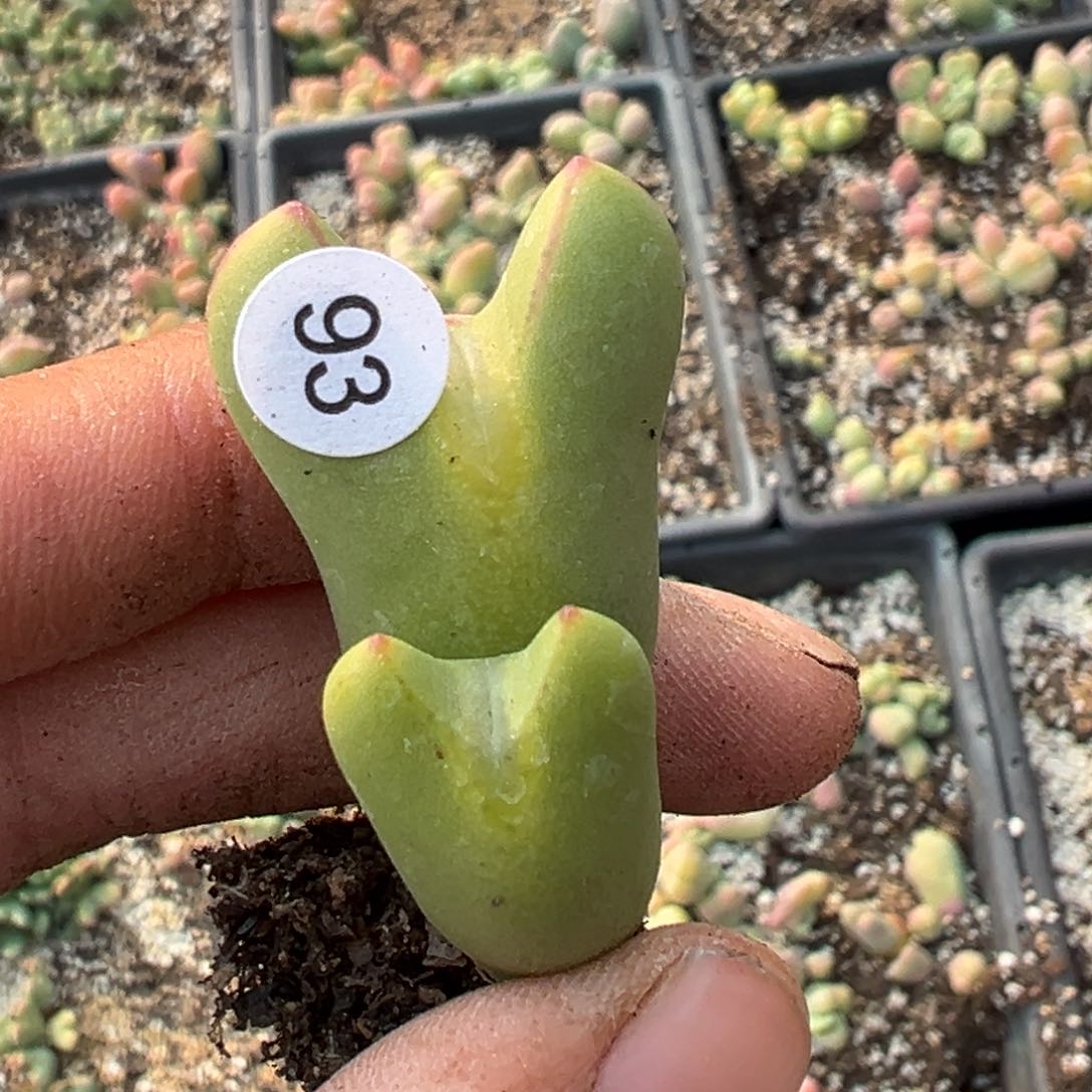 多肉植物1111111111111111