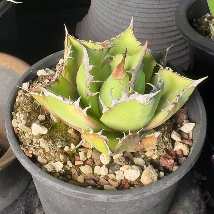 无花朵龙舌兰仁王冠猫爪