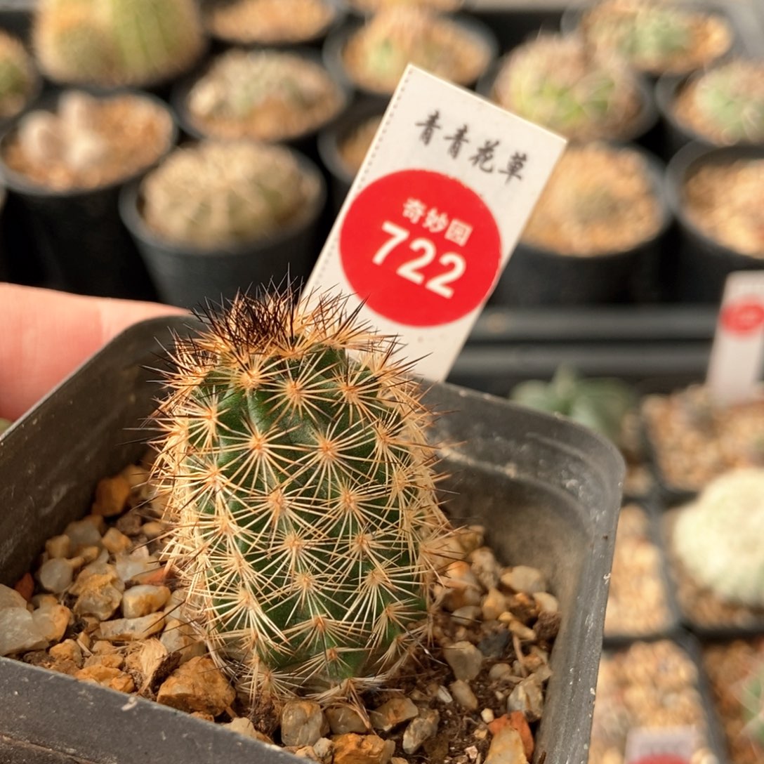 实生虾一棵仙人球