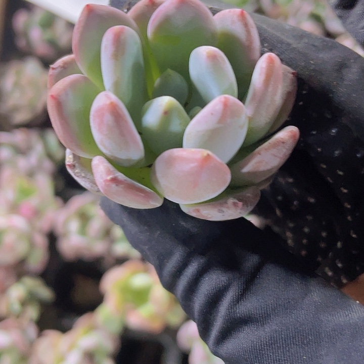 36精品玛瑙2颗一组