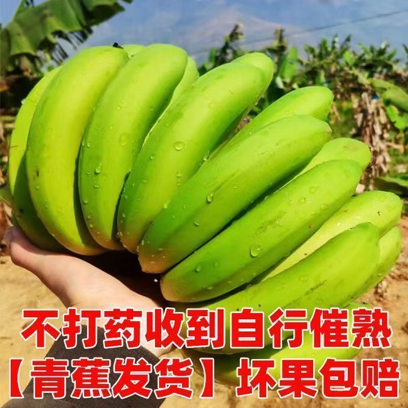 【高山甜香蕉】广西当季新鲜水果产地直发3斤5斤9斤绿皮香蕉批发