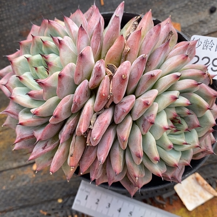 2292杂交老桩基地～12厘米