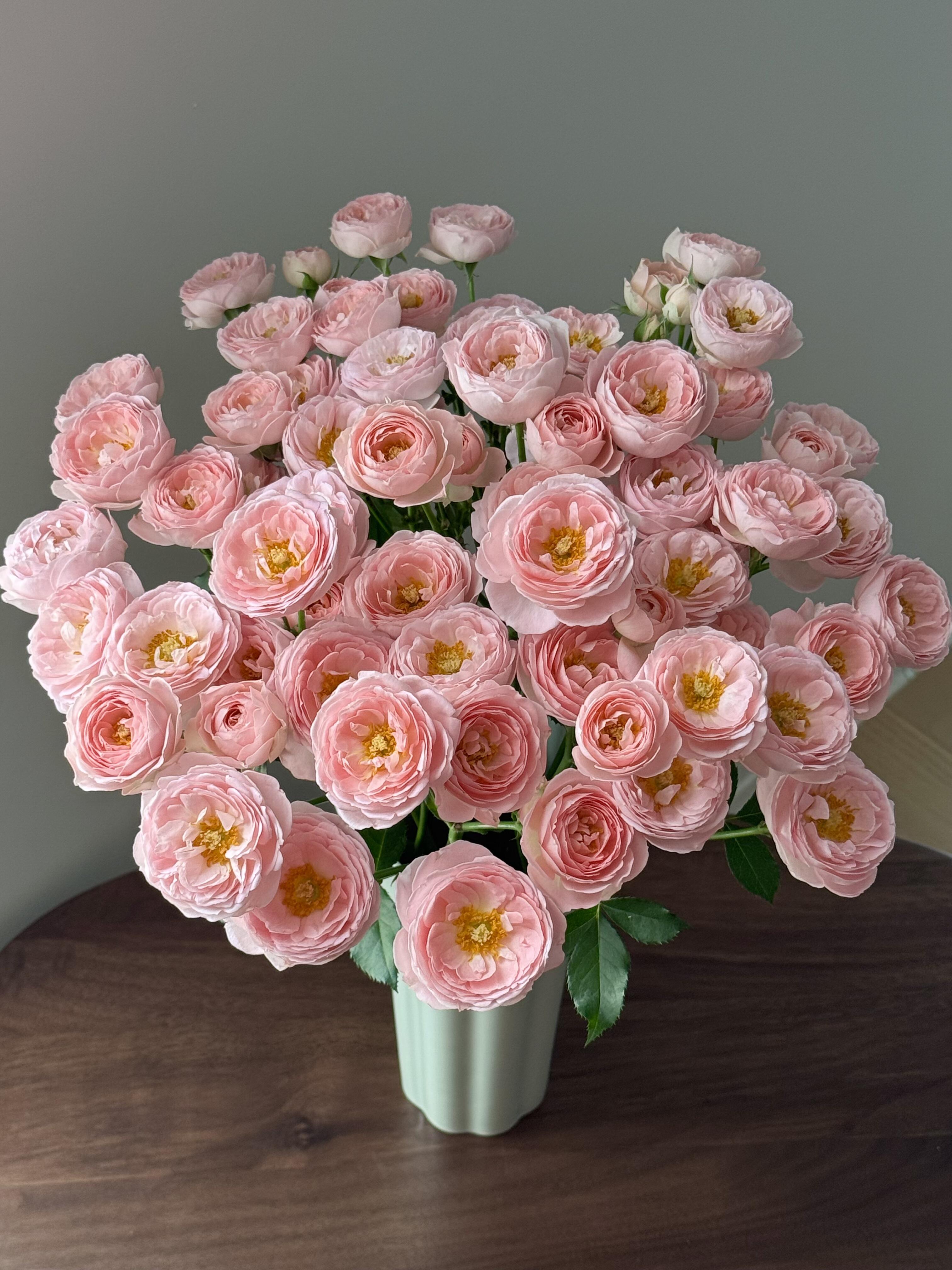 【向云端】甜酒-多头玫瑰