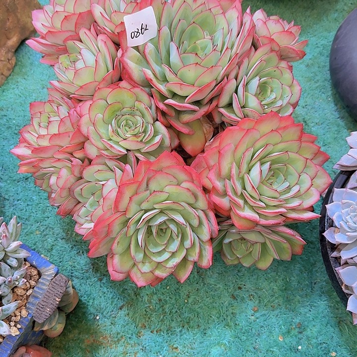 0862牡丹亭多肉植物