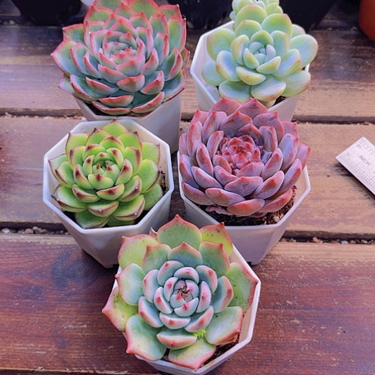 侧影。冰玉。月亮石。糖心。吉娃娃