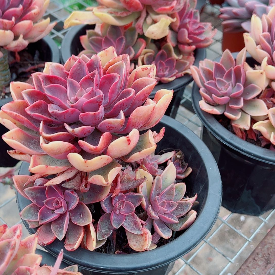 紫气东来多头群生