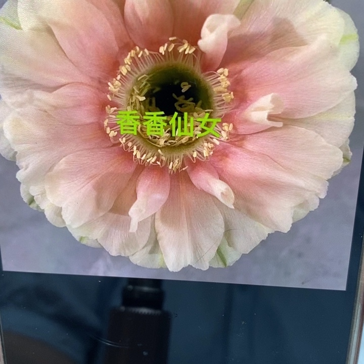 香香仙女侧芽3.5公分左右