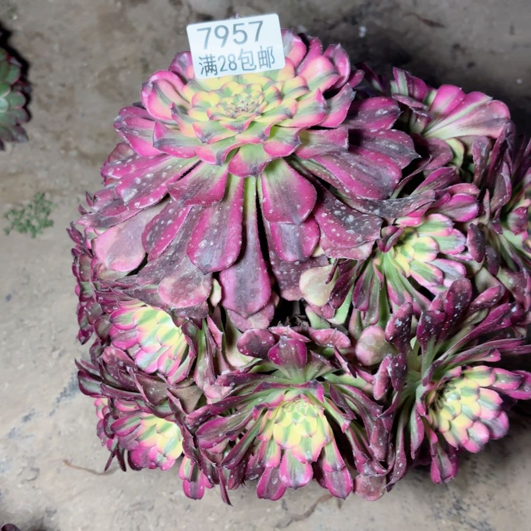 K. 7957舞天姬多肉