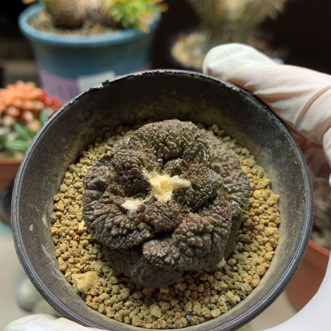    27号   紫肌龟甲岩牡丹(出根芽 带盆土发货)