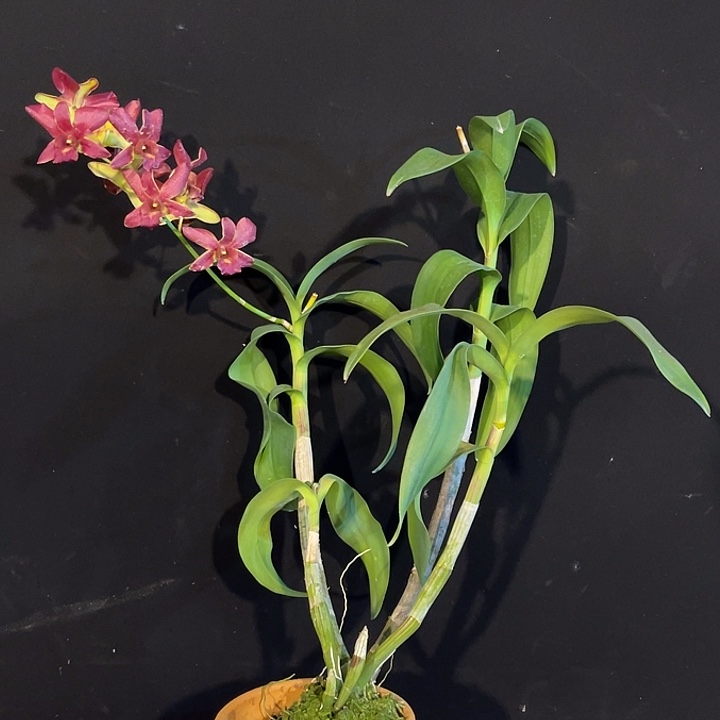 完全开放2170老品种