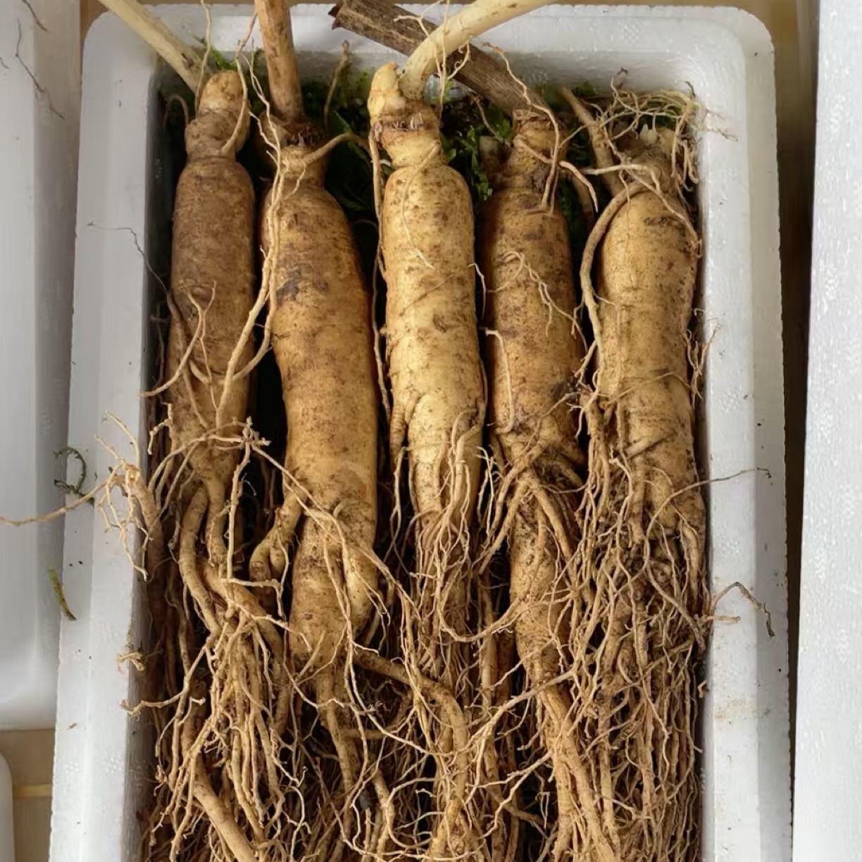 长白山新鲜人参足龄精选货