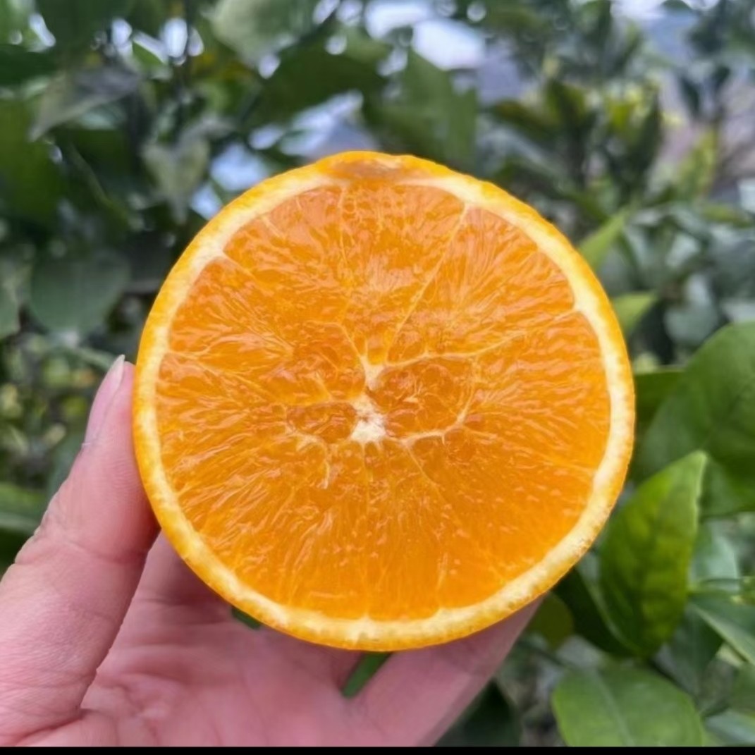 重庆纽荷尔脐橙《10斤大中小福利果》彩箱发货新鲜【宠粉2】