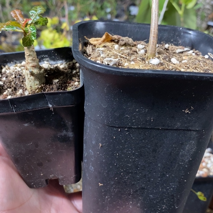 摘***星滔天娜娜带盆土发货