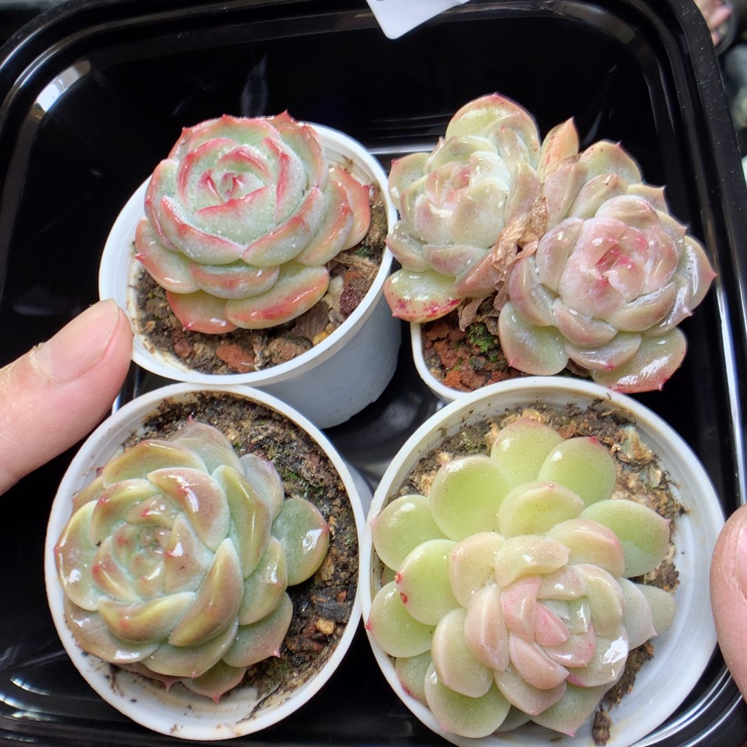 C186y y y y y y y y y