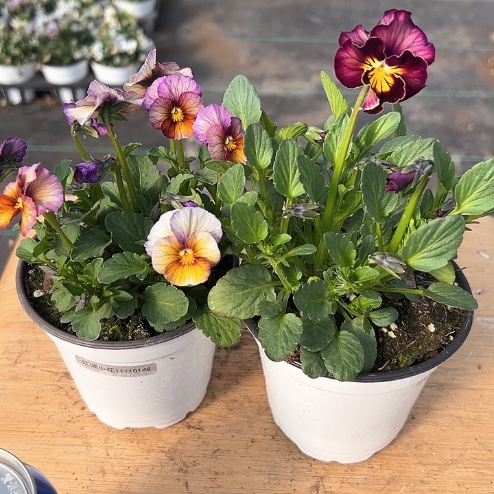 水晶抖音直播闪拍14