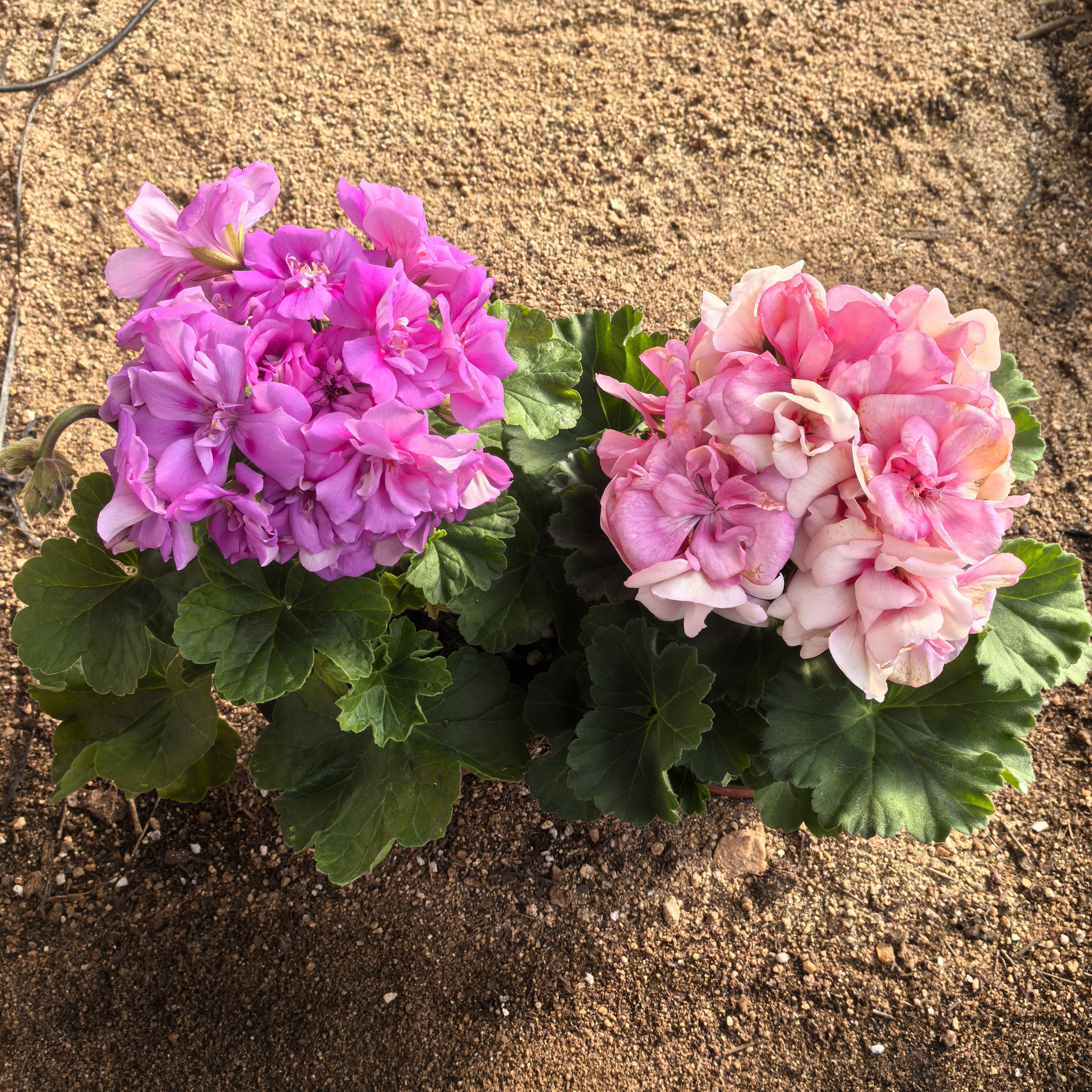 【先知鸟+桃红飞剑】2颗天竺葵组合（包对版）带花苞发货