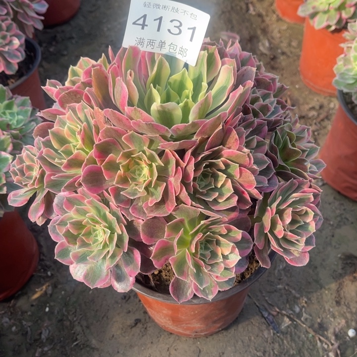 4131女妖的人多肉的