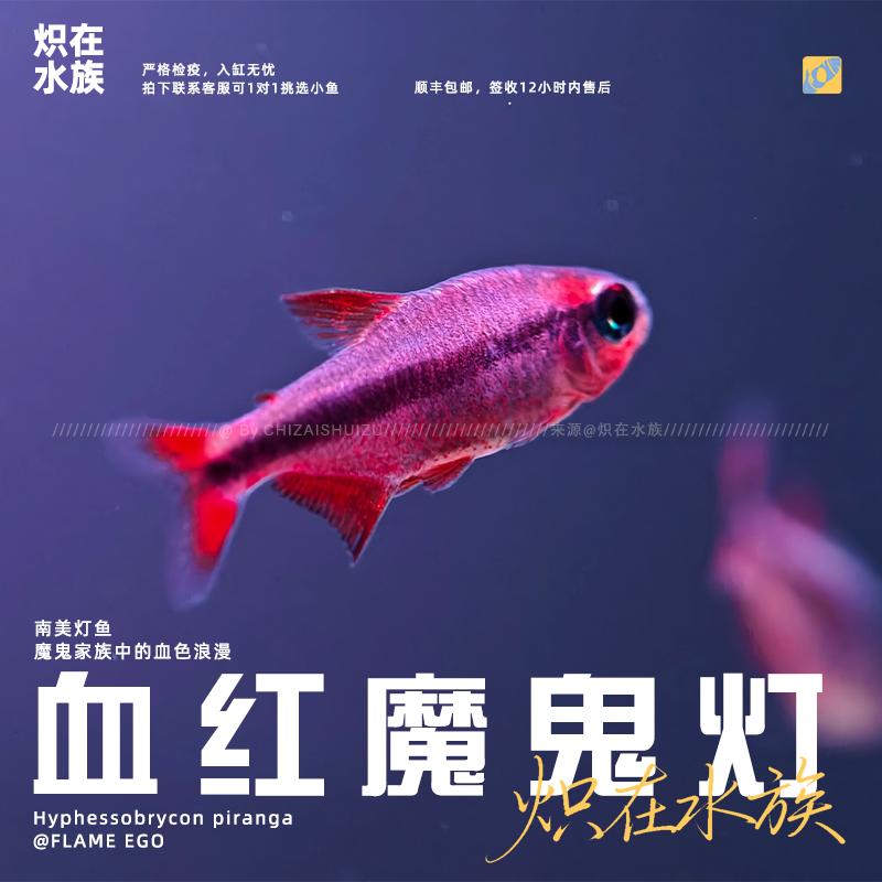 【炽在·顺丰包邮】血红魔鬼 南美灯科鱼 观赏鱼 热带鱼 宠物