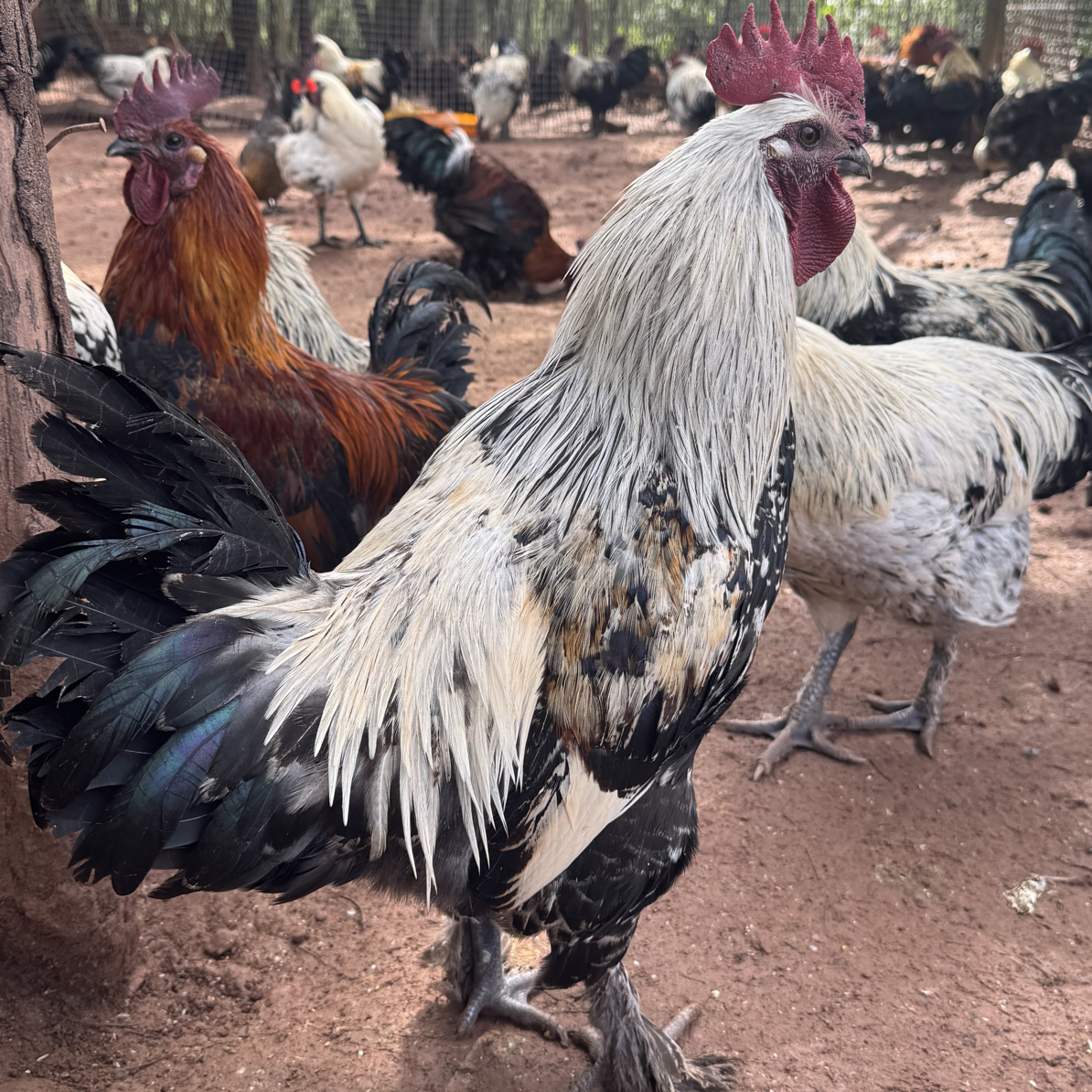 宠物鸡  云南无量山乌骨鸡 观赏性高