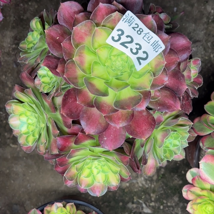 3232韶华多肉植物