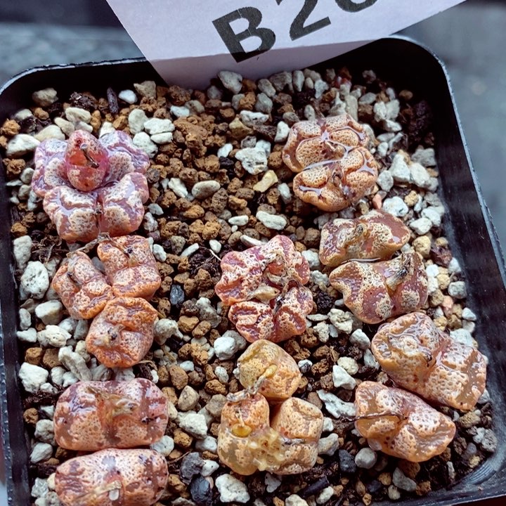 我的小姐姐们都是我262