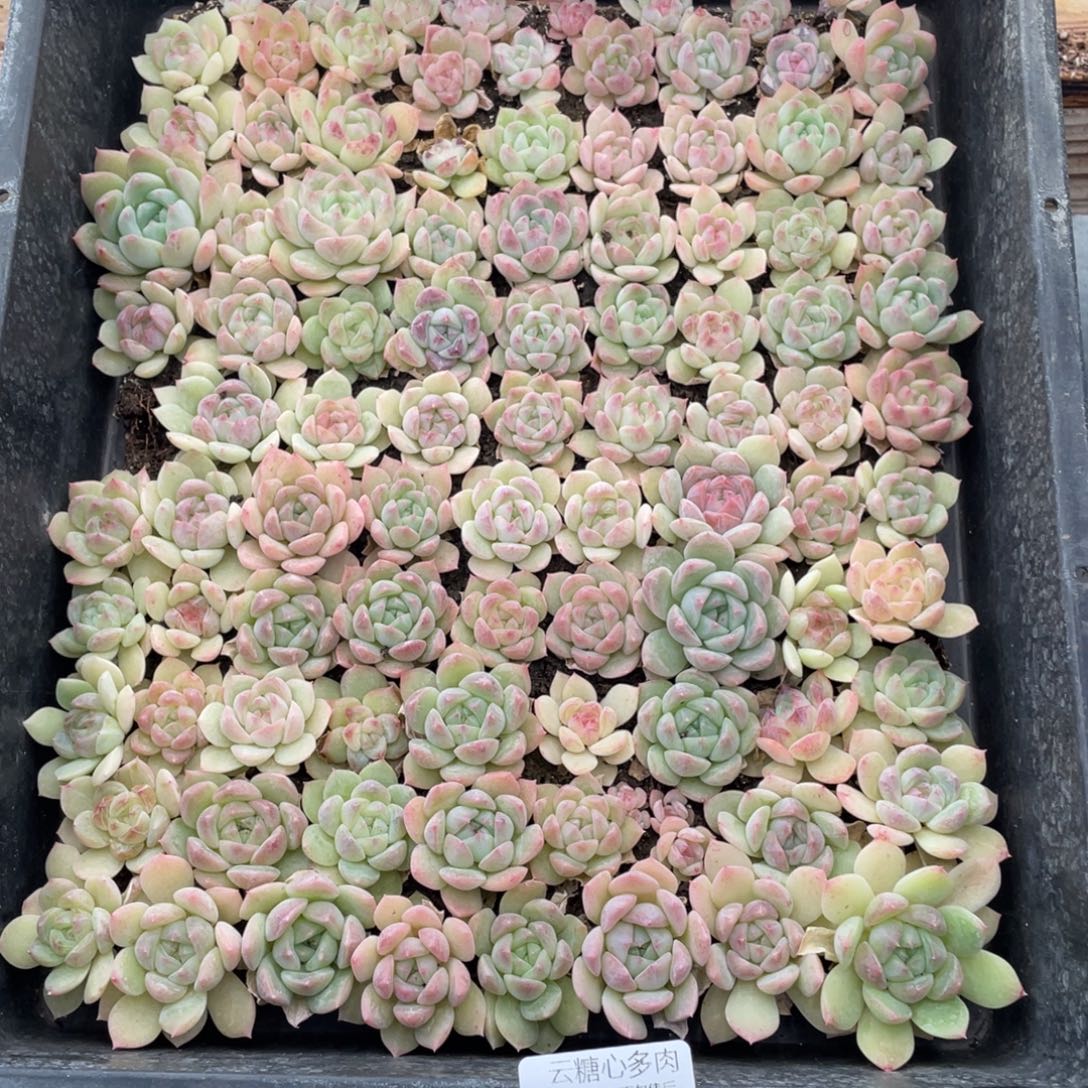 云糖心多肉植物133