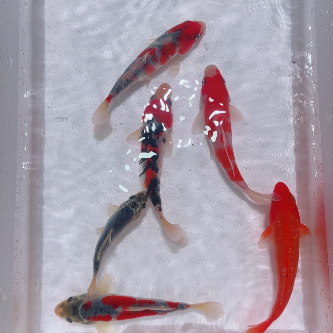 海水锦鲤观赏鱼精品