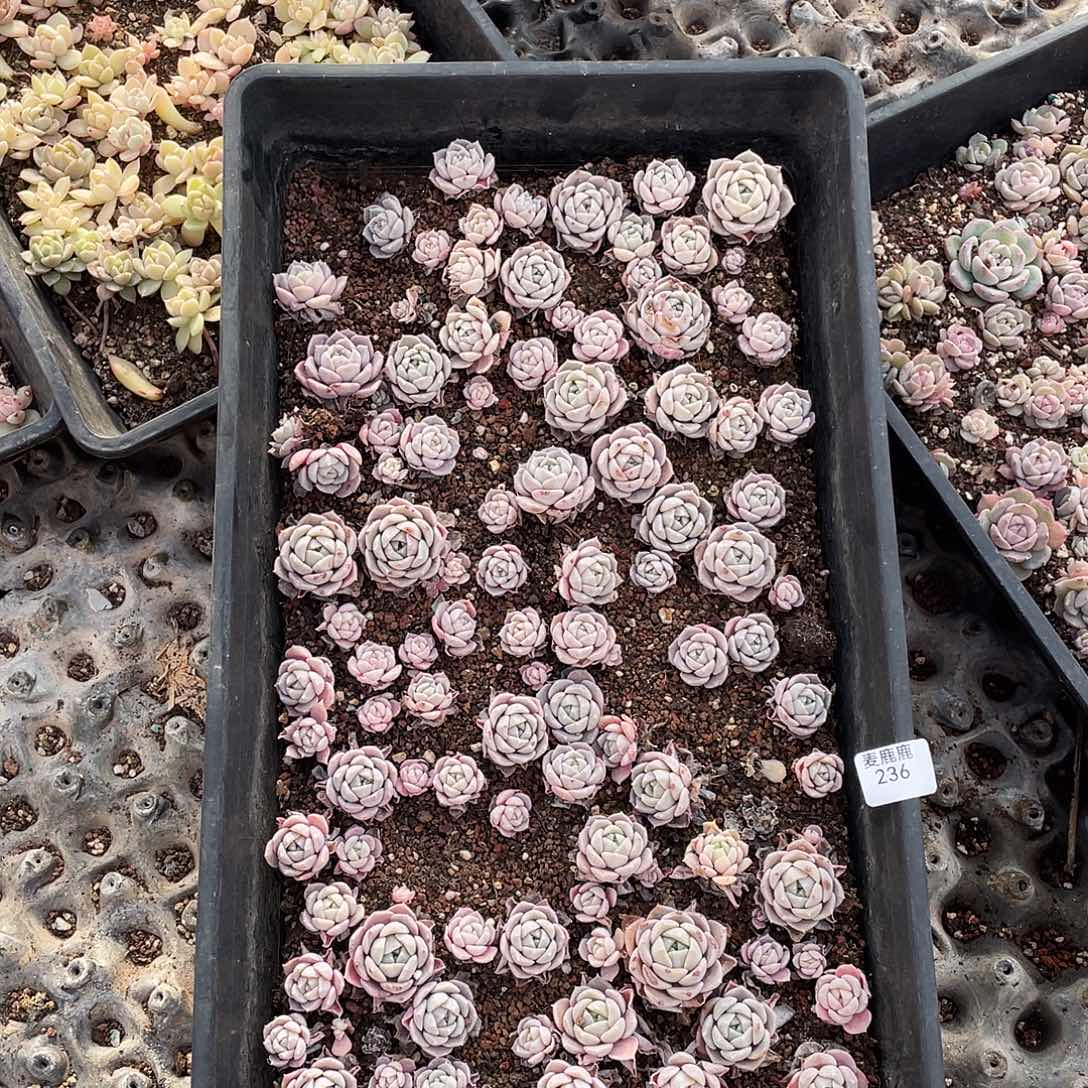 一***顺236。 定。             