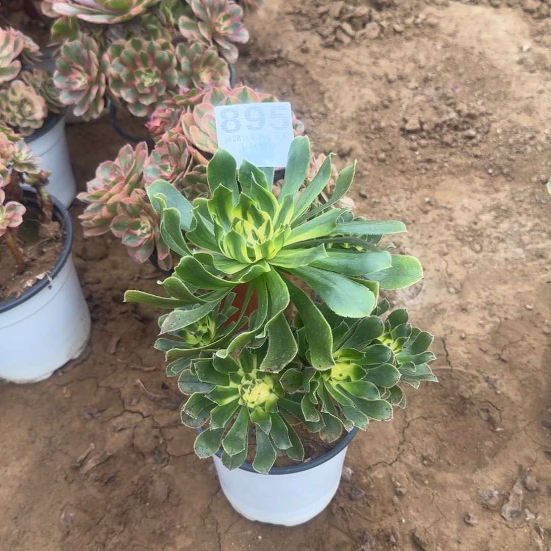 895号无名清棚不包损