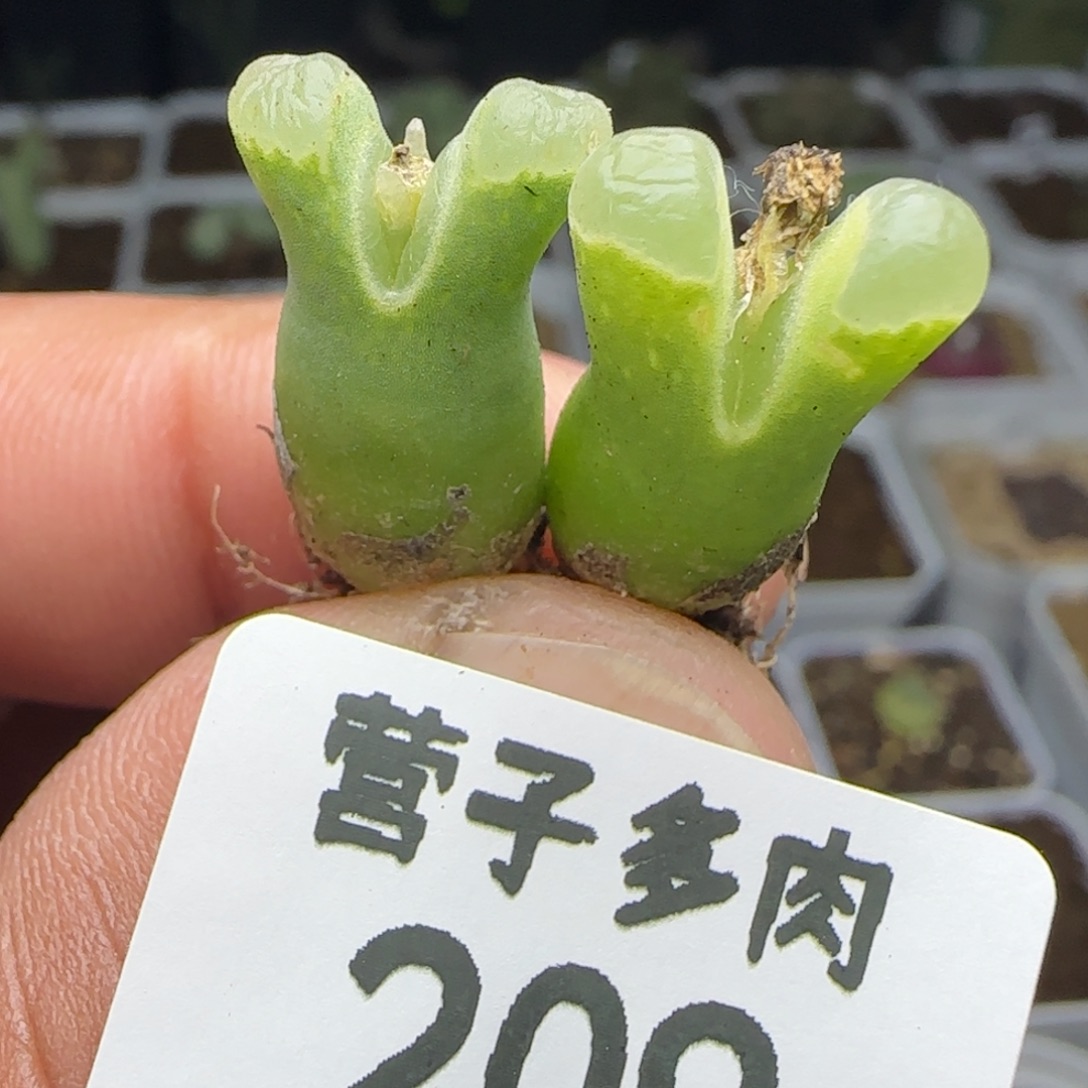 佛肚两颗。          
