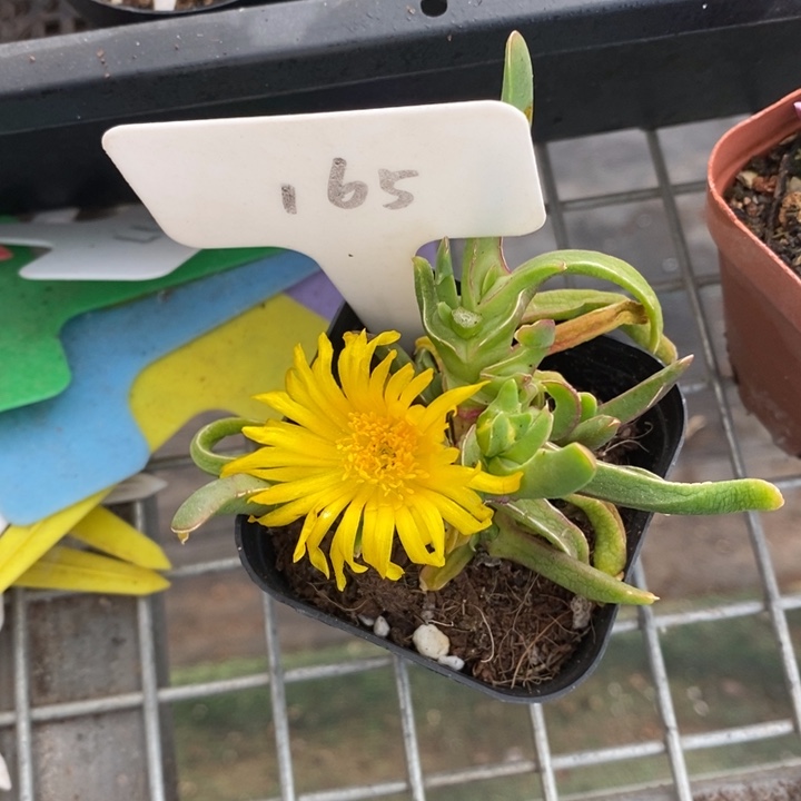 伯克利和格蕾纳等著名音乐